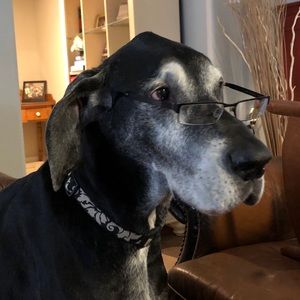 Meet your Posher, Alex